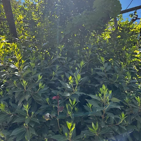 Villa Castle View Traditional House In