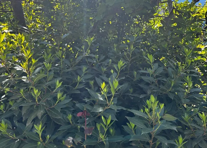 别墅 Castle View Traditional House In